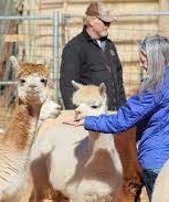 Windrush Alpacas Clovis-blue jacket