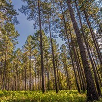 oak grove campground