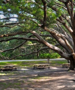 Oak Tree Reserve in Pensacola, Florida