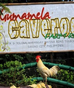 Gumamela Caverock Farm Resort