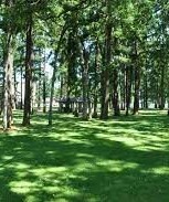harry todd park lakewood- trees