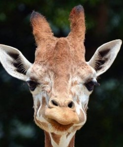 10408548_646576705442073_2214919921968740966_n