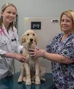 Veterinary Treatment Facility- Scott AFB- dog