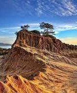 Torrey Pines State Natural Reserve- tree