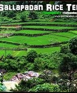 sallapadan