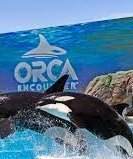 SeaWorld San Diego- three dolphines