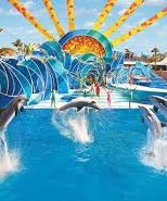 Splish Splash San Diego-dolphine