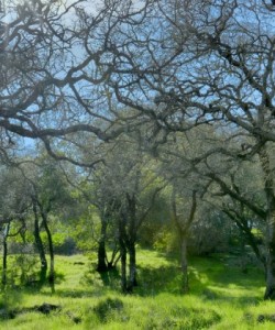Skyline Wilderness Area Park- tress
