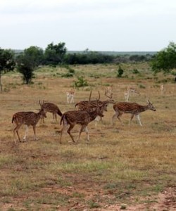 La Cardosa Ranch Texas-hunting range