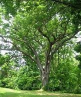 The Linden Oak- green leaves