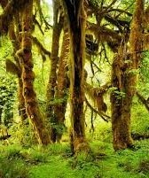 Hoh Rain Forest- Washington States- brwon bark