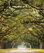 Wormsloe Historic Site Tours
