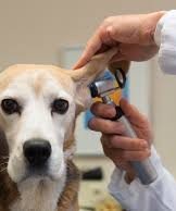 Veterinary Treatment-NASNI Coronado-ear check