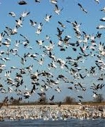 Bobelaine Audubon Sanctuary- beale afb- birds 2