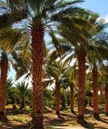 &#039;s gardens Yuma- date plantation 2