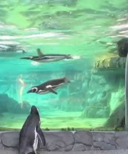 The penguin aquarium in Sasebo, Japan