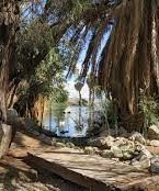Yuma Conservation Garden- trees