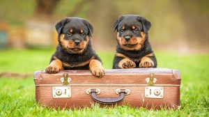 vz_odr_puppies_suitcase_750x421_sep16