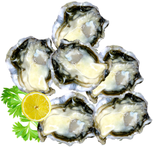 Oyster
