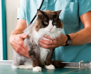 Animal Care in New London Connecticut
