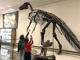 Museum of Geology rapid city-skeleton
