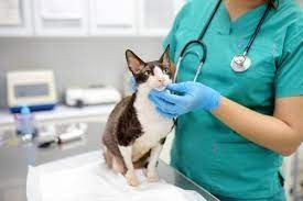 Veterinary Services-NB San Diego-cat Veterinary Services-NB San Diego-cat