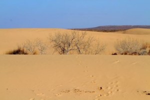Mescalero Sands North Dune OHV Area-foot prints