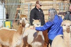 Windrush Alpacas Clovis-blue jacket