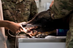Vet Clinic in Eielson, Alaska