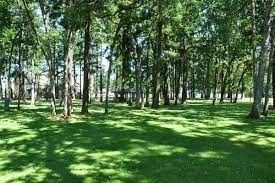harry todd park lakewood- trees