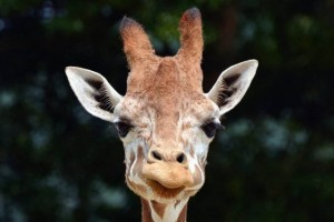 10408548_646576705442073_2214919921968740966_n