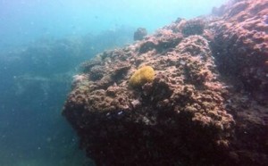 Scuba Diving Oseto Beach