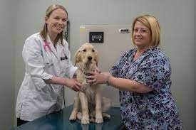 Veterinary Treatment Facility- Scott AFB- dog Veterinary Treatment Facility- Scott AFB- dog