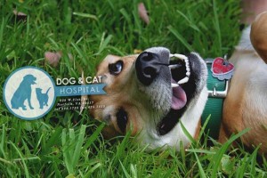 dog and Ca Hospital in Virginia