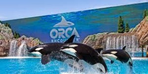 SeaWorld San Diego- three dolphines