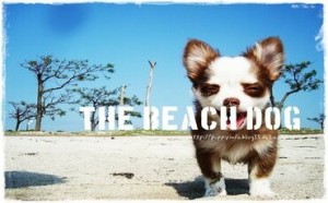 The Beach Dog in Sasebo Japan