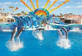 Splish Splash San Diego-dolphine