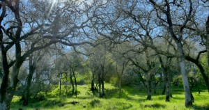 Skyline Wilderness Area Park- tress Skyline Wilderness Area Park- tress