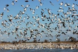 Bobelaine Audubon Sanctuary- beale afb- birds 2