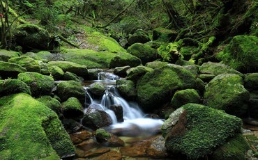 Yakushima