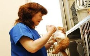 Yokota Force Support Squadron Pet Care Center