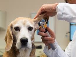 Veterinary Treatment-NASNI Coronado