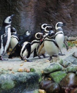 The Jacksonville Zoo and Gardens | Visit Jacksonville