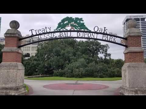 Overview of Jessie Ball duPont Park, home of Treaty Oak – octopus-like Southern Live Oak ~ 10/3/20