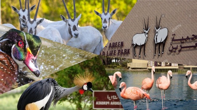 Al Areen Wildlife Park &amp; Reserve 🦁🐯 Bahrain Zoo 2020 #BahrainZoo