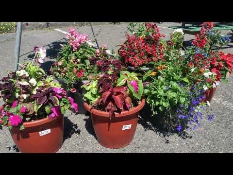 Steilacoom Farmers&#039; Market 2020