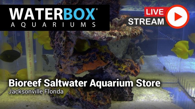 BioReef Saltwater Aquarium Store in Jacksonville Florida - Waterbox Aquariums